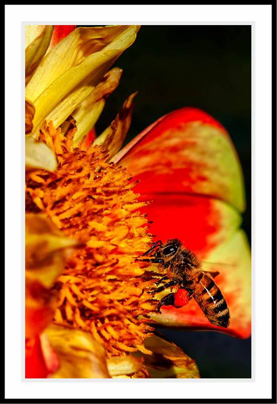 Vertical photo of a bee on a flower.